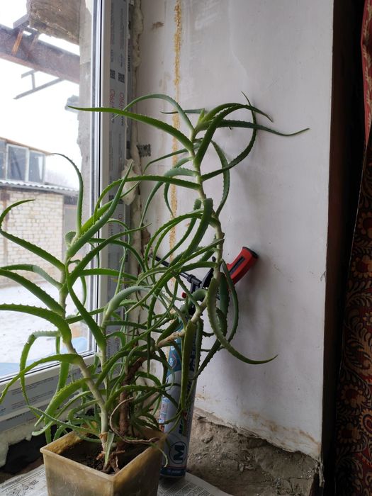 Домашний цветок. Алое вера