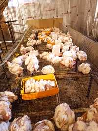 Продам тушки броилерных цыплят живым весом по900 тенге