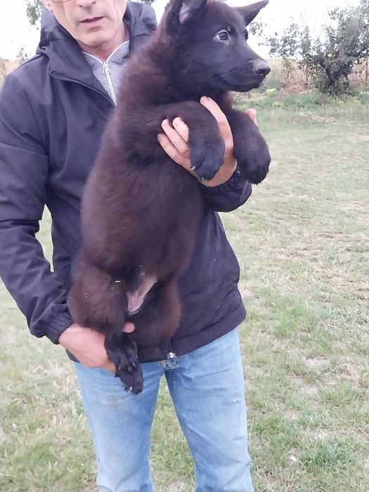 vand pui  Ciobanesc German