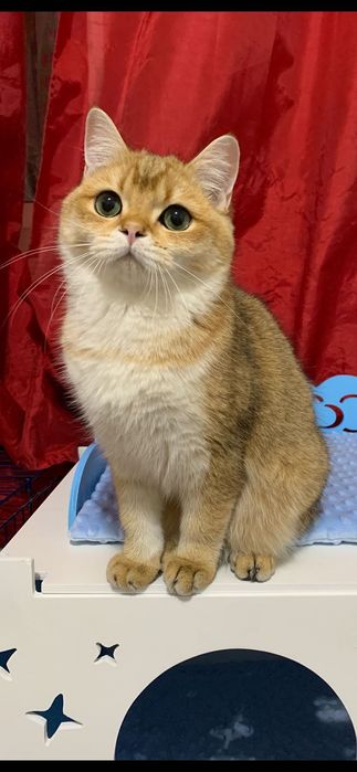 Băiețel British shorthair golden cu pedigree