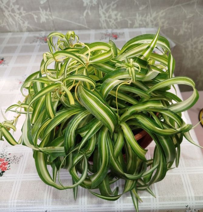 Хлорофитум Боня цветок