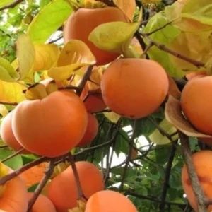 KAKI la Ghiveci (Disponibile toate Soiurile )
