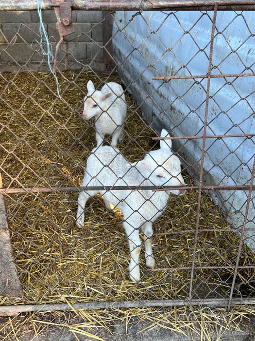 2 oi și 2 miei de vânzare
