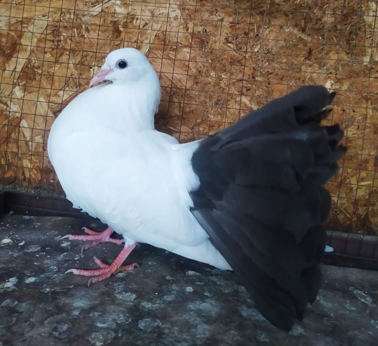 Продам голубей .