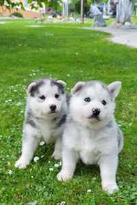 catelusi husky siberian.