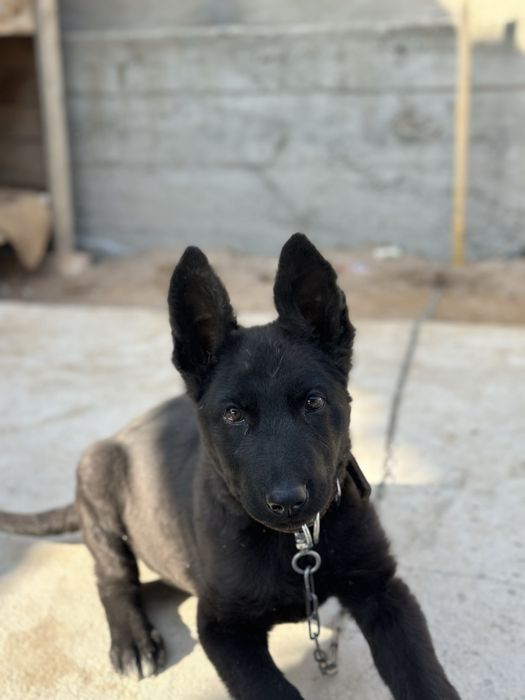 Продам овчарку элитную