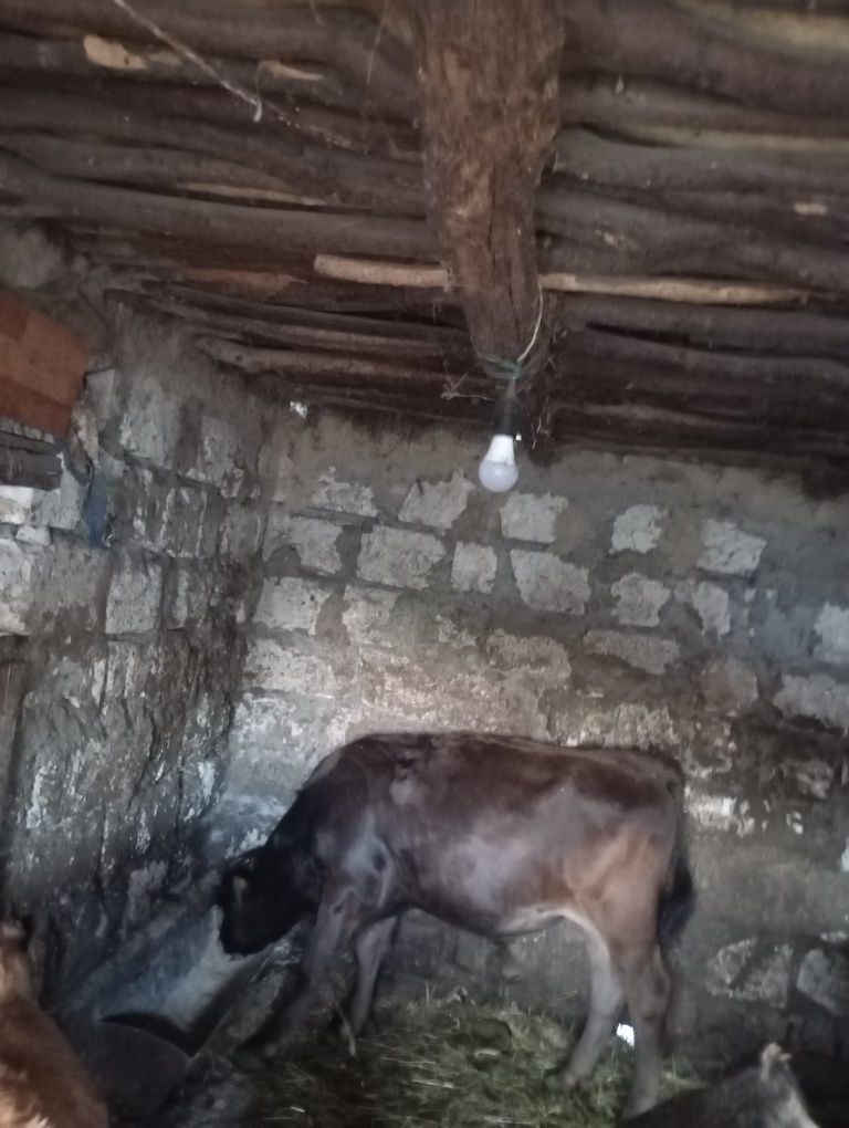 Vând vițel metis