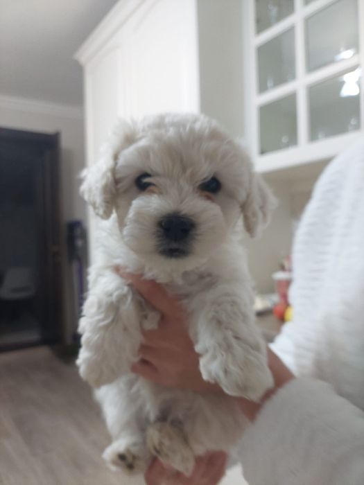 Bichon Maltez Mini Toi - 8 saptamani, adorabil si jucaus