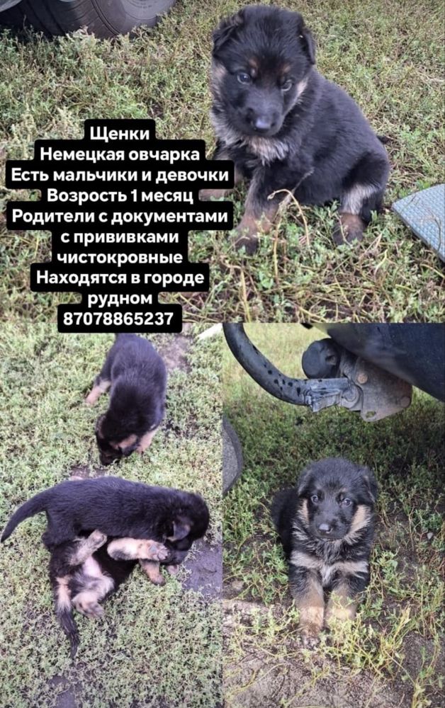 Продам щенка немецкой овчарки