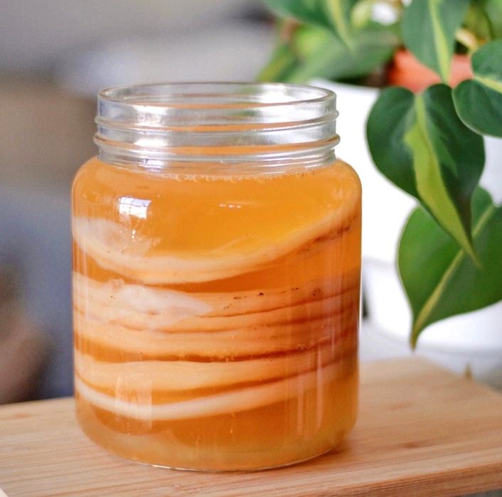 Ciupercă Kombucha starter