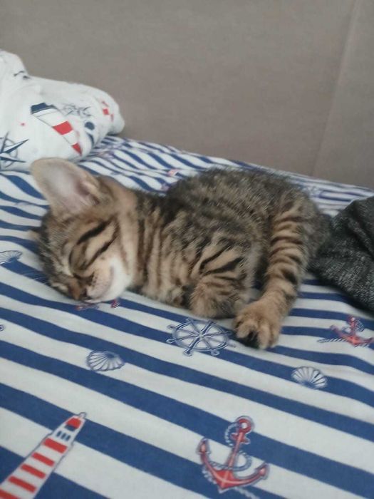 Отдам даром котенка