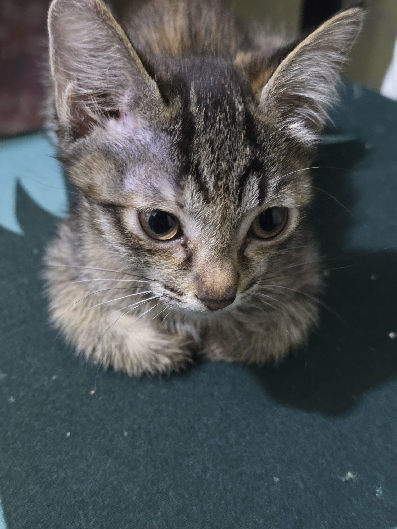Есть котята отдам !!!