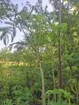 Albitia arbore de matase parfumat