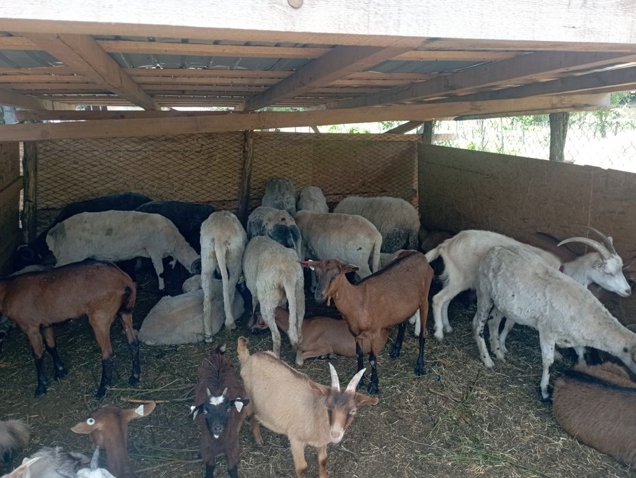 13 oi și o mieluță și un berbec