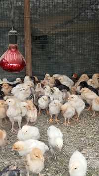 Продам цыплята 1400 тг