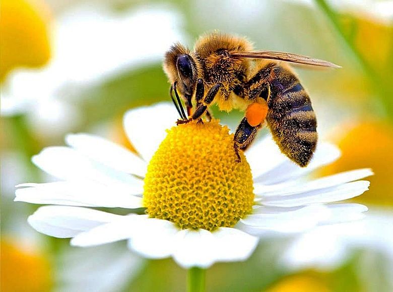 Презимували пчелни отводки
