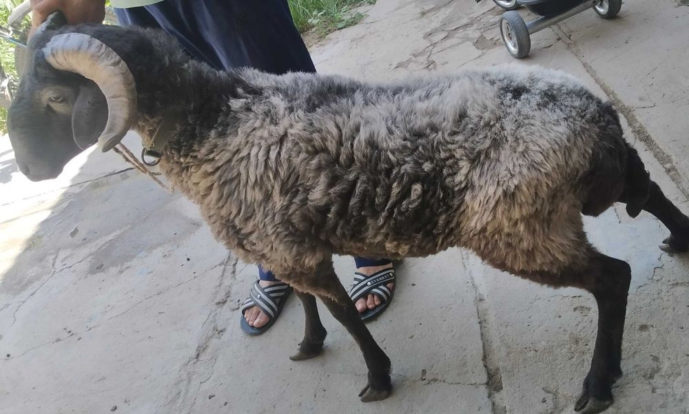 Arzon Semiz Chiroyli Har xil Qochqorlar sotiladi