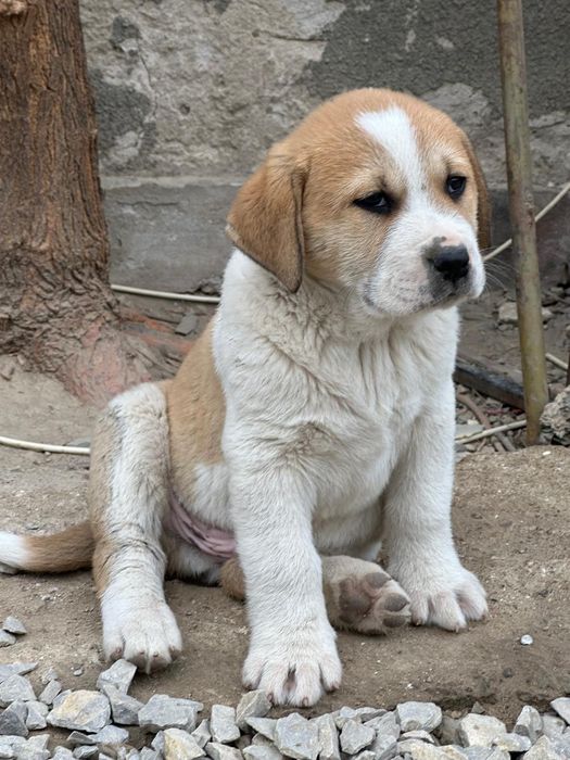 Mascul Ciobanesc de Asia Centrala