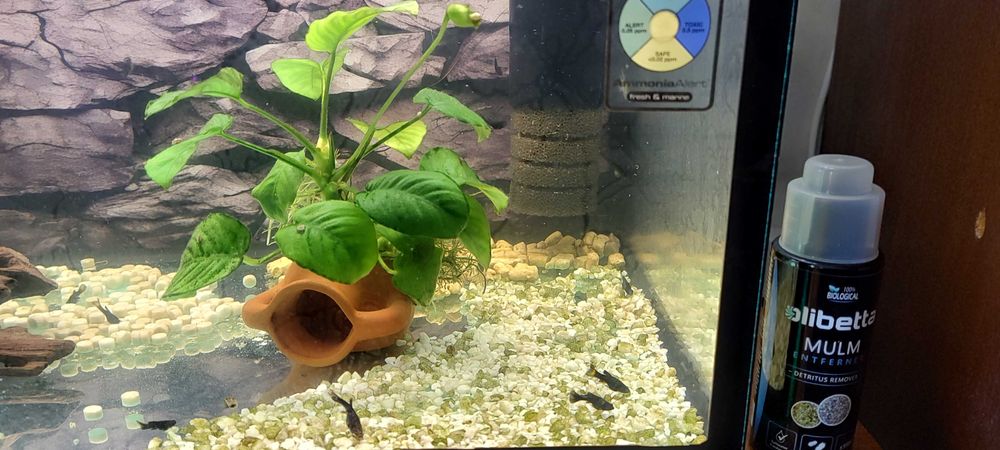 Продавам малки черни Молинезии и няколко средно големи Анцистроси