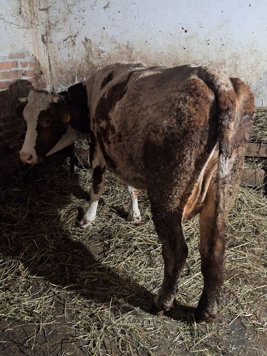 Vaca de abator are aprox 550 kg