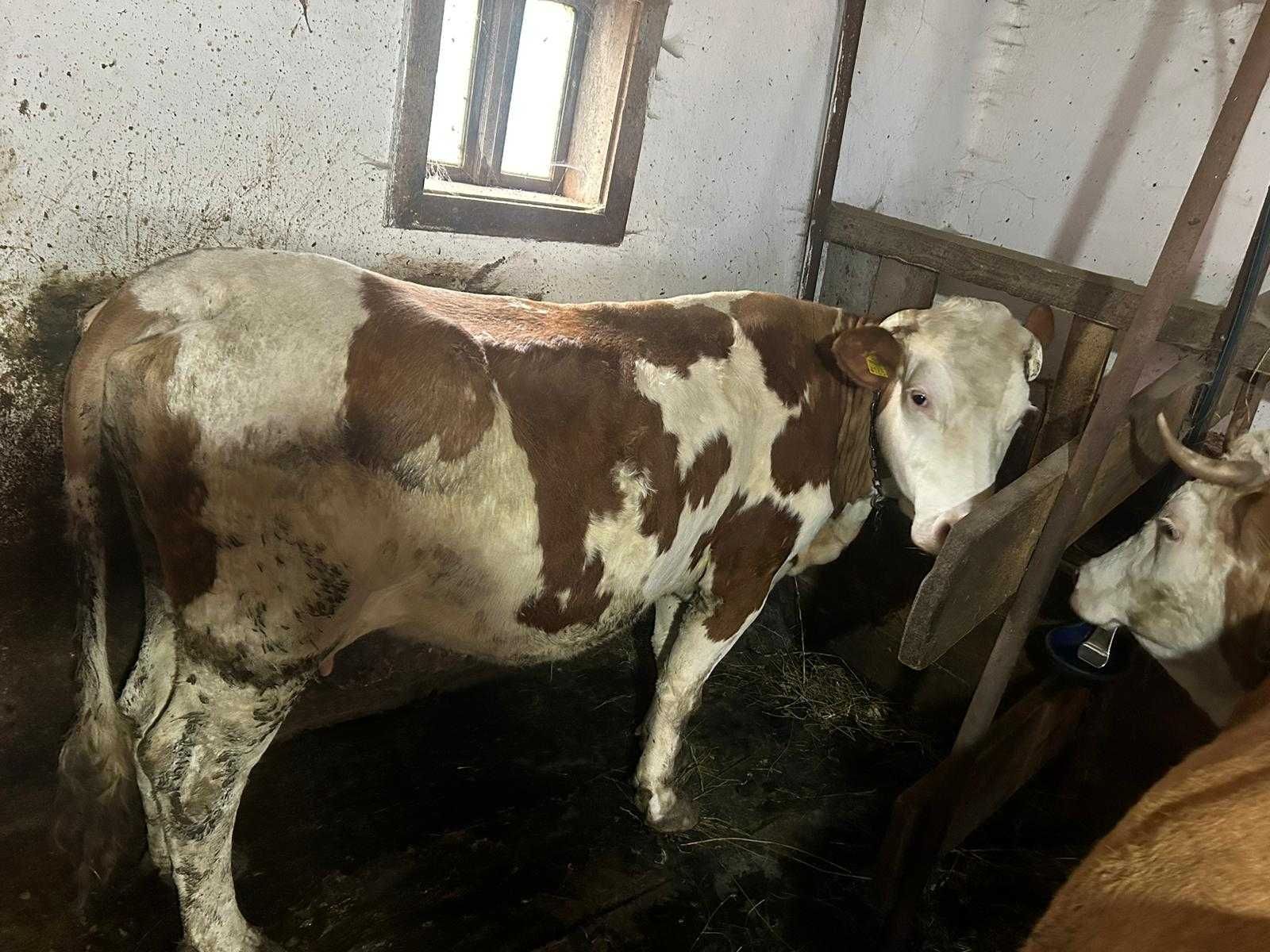 Vând 2 vaci, bălțată-românească