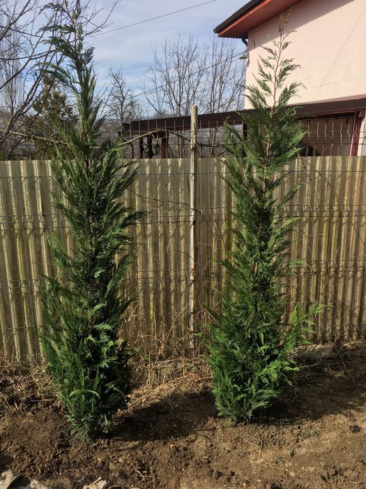 Tuia Leylandii / Tuia Smarald / Smaragd