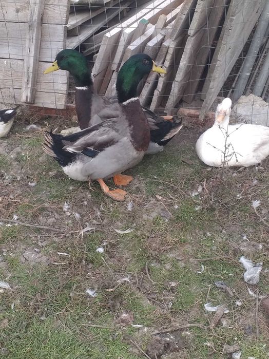 Rate tinere de 7 luni