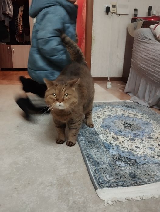 В добрые руки бесплатно