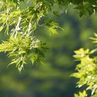 Artar japonez Acer palmatum  150 180 cm