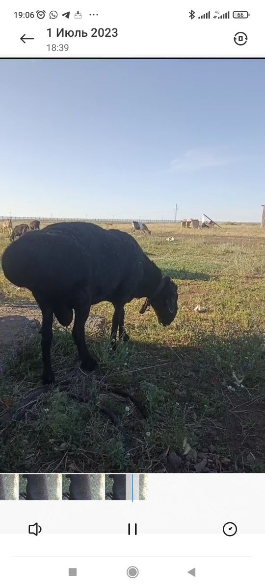 Баран, кошкар производитель