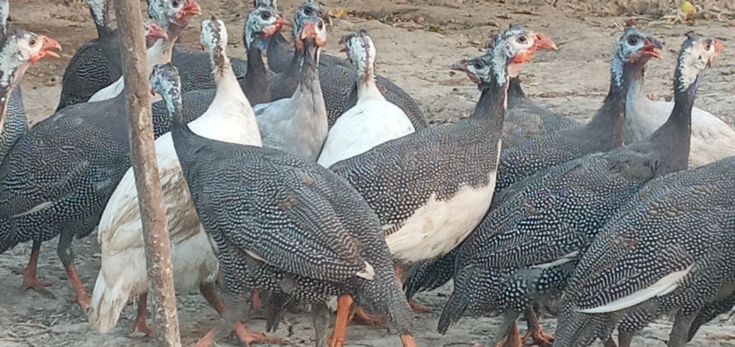 Sesarkalar sotiladi
