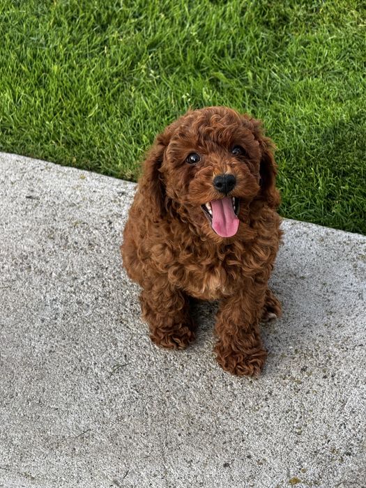 Pudel pitic red femela