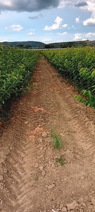 Vând pomi fructiferi