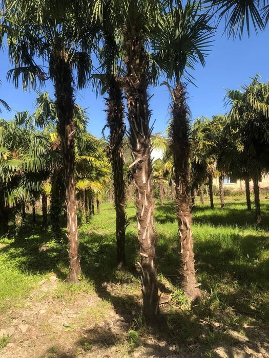 Palmieri furtunei rezistenți iarna