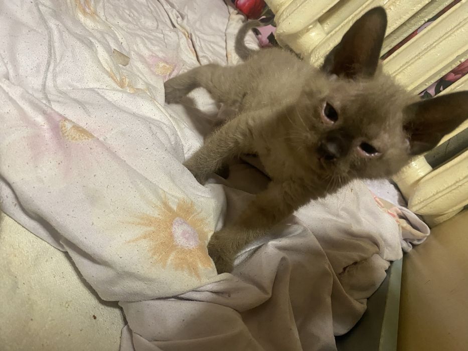 Котята сфинкс брашь