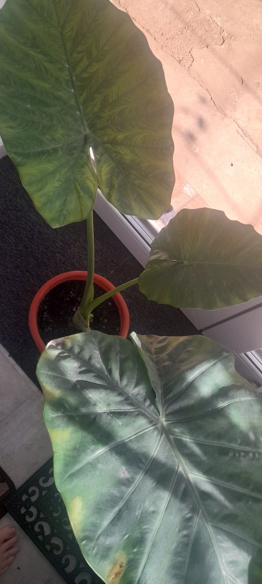 Colocazie sau urechea elefantului