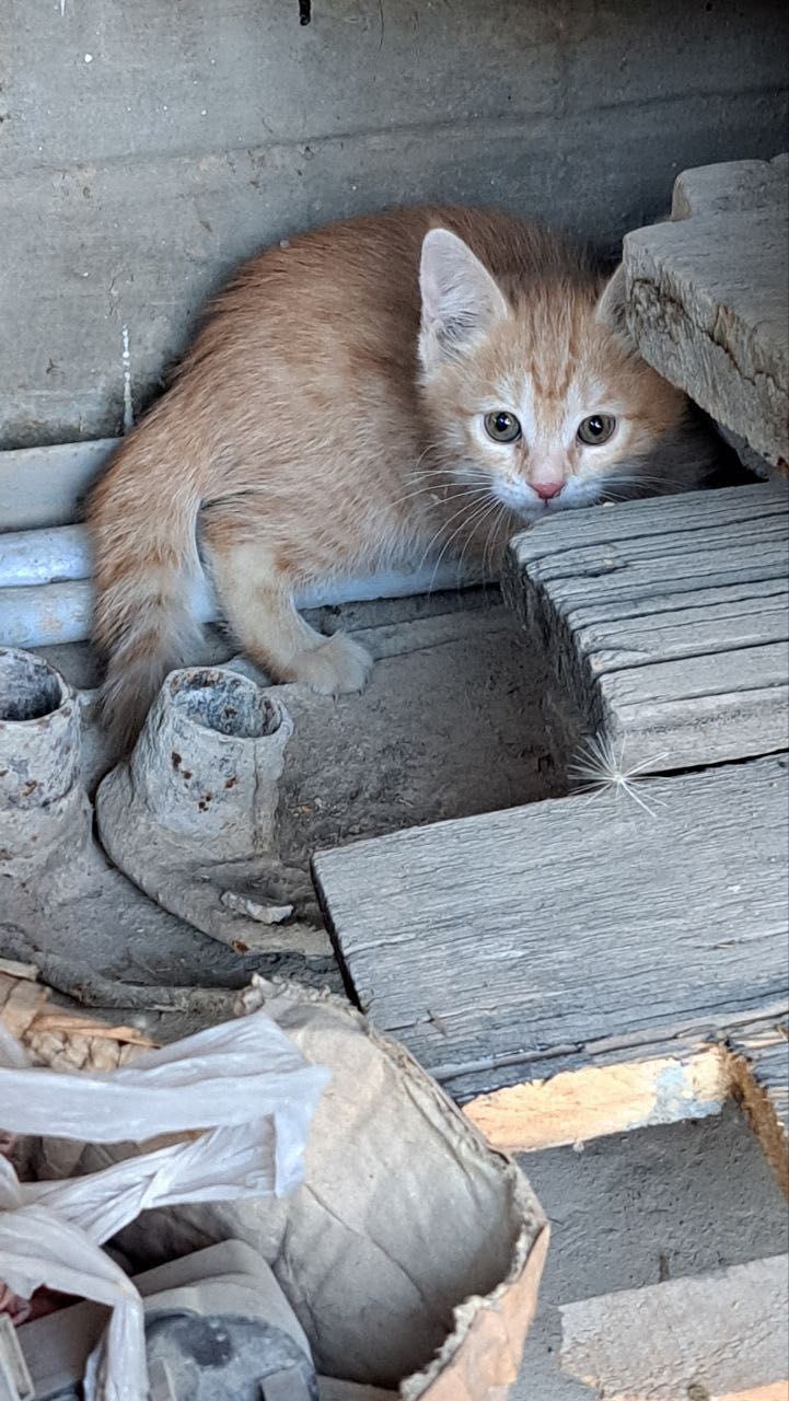 Отдам даром котенка