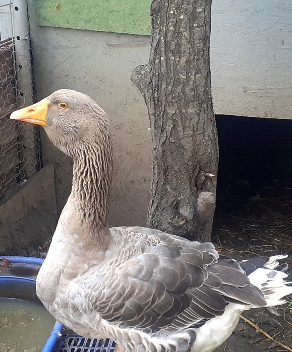 Gascan Toulouse rasa pura- de expoziție.Schimb cu puicute Australorp