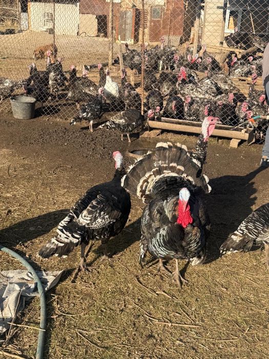 Индюки Шымкент Живым весом по 2500 тенге за 1 кг !