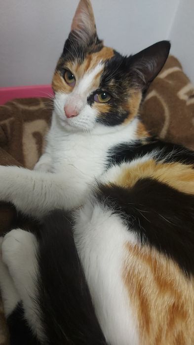 Donez Pisică Calico Ridicarea Piață Rahova