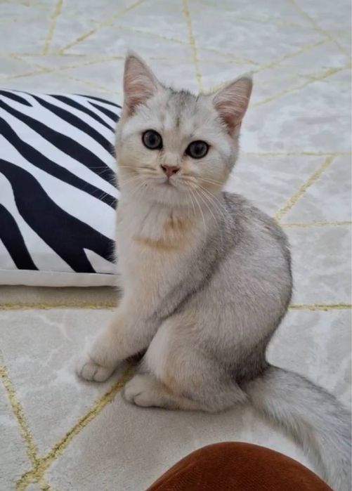 Британская Шиншилла Scotish fold кошки