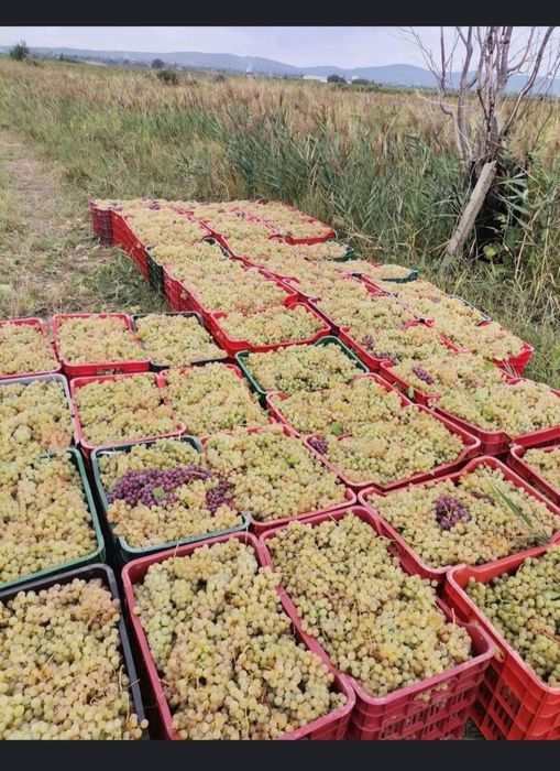 „Struguri de vin 2025 – livrare rapidă în toată țara”