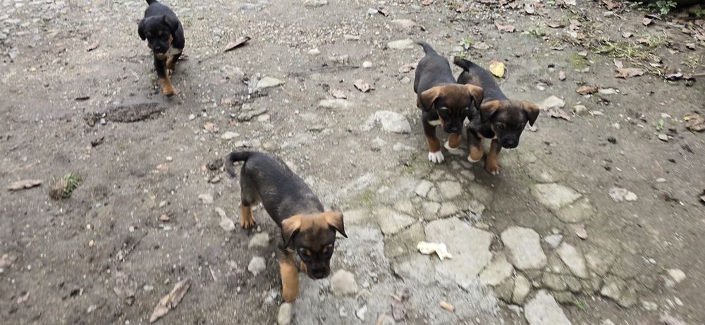 Căței spre Adopție