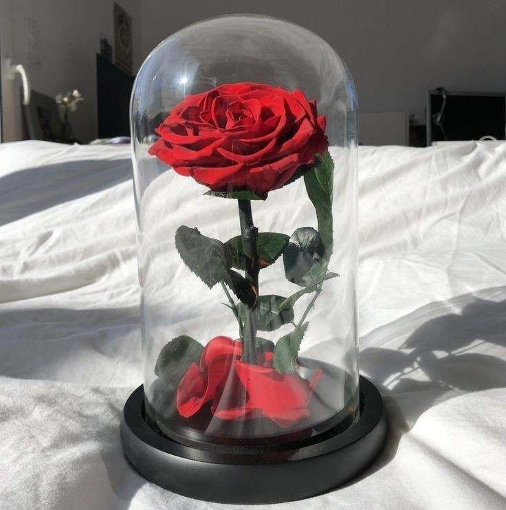 Вечно цвете Розата