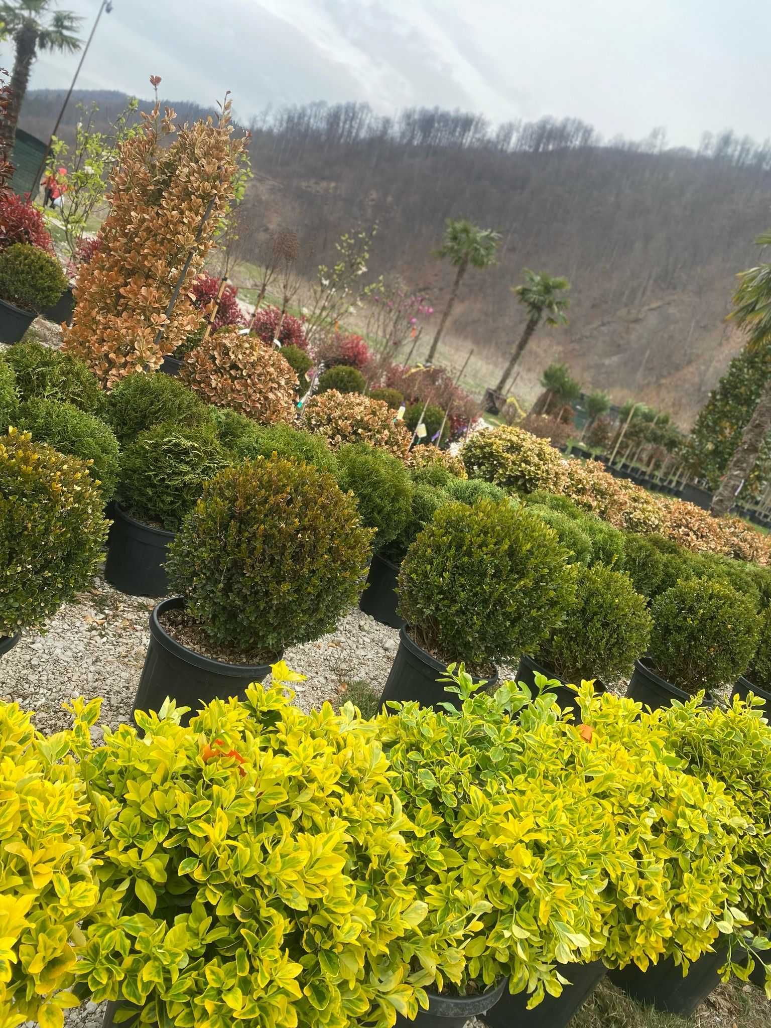 Plante Ornamentale – Alegerea Ideală pentru Spații Verzi

2