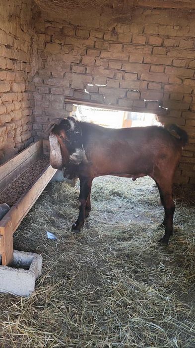 Van țap  Anglo Nubian care are 1,5 ani   la prețul de 1300 de lei