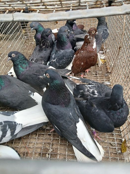 Codalb românesc de mare inalțime