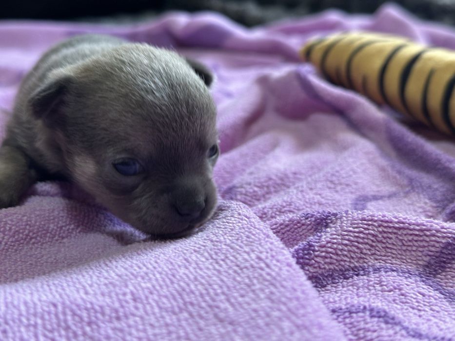 К  продаже готовятся прекрасные мини чихуахуа.чистокровные