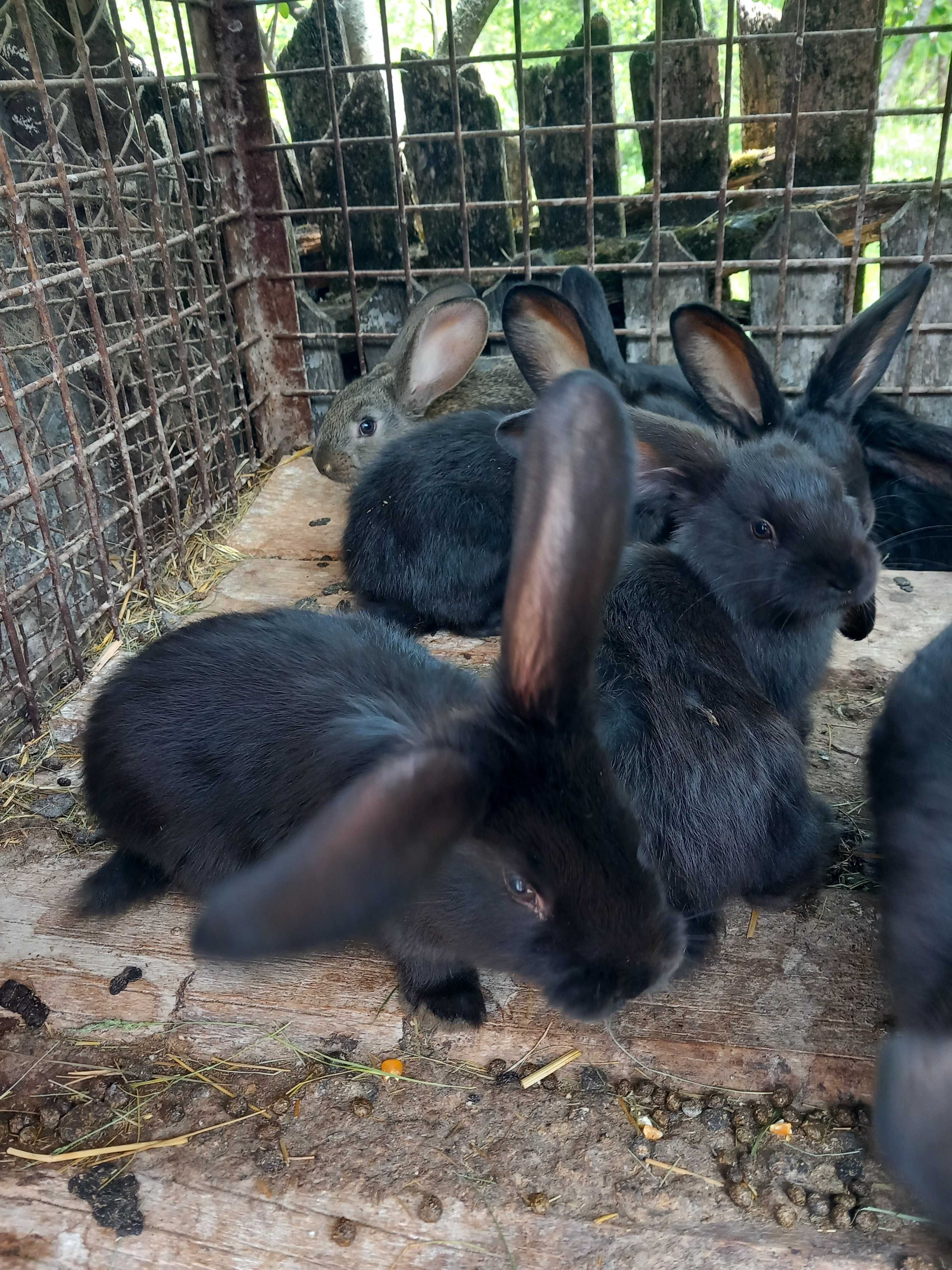 Vând iepurași o lună jumătate