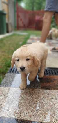 Vand pui Golden Retriever